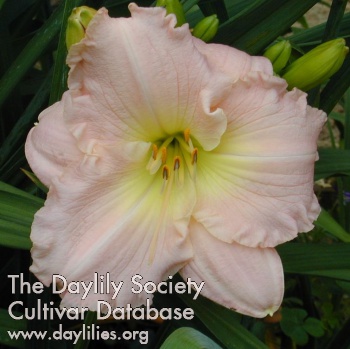 Daylily Daphne Diane